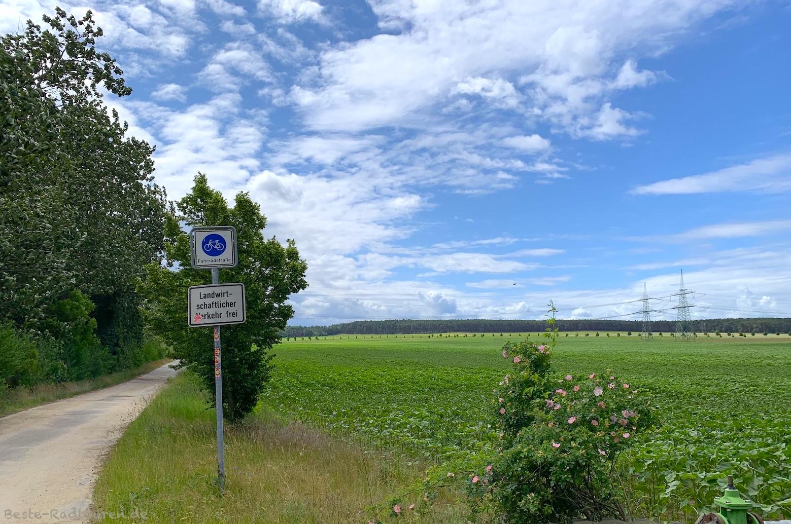 Foto vom Fläming-Skate aus: Radweg zwischen Rosenthal und Sieb