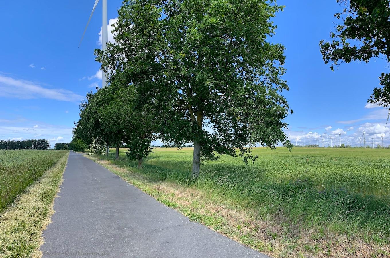 Foto vom Fläming-Skate aus: Radweg zwischen Kemlitz und Falkenberg