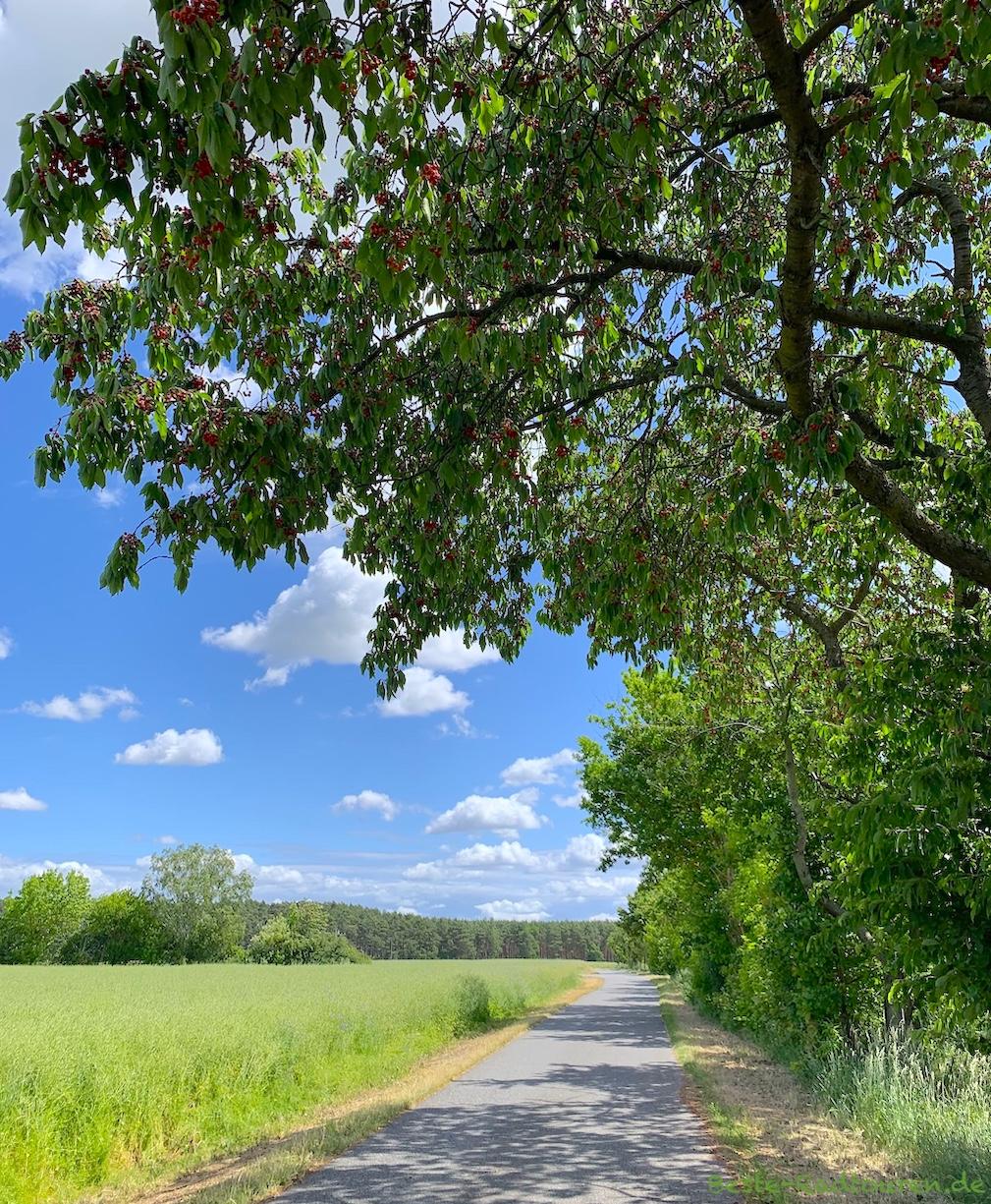 Foto vom Kranichradweg aus: Radwanderweg von Falkenberg (Heideblick) bis Langengrassau