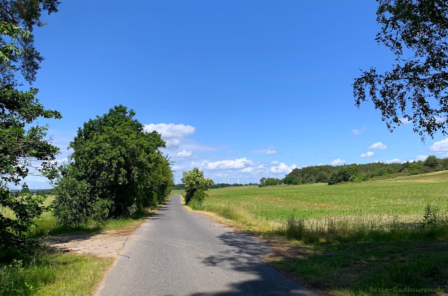 Foto vom Kranich-Radweg aus: Radwanderweg südlich Falkenberg (Heideblick)