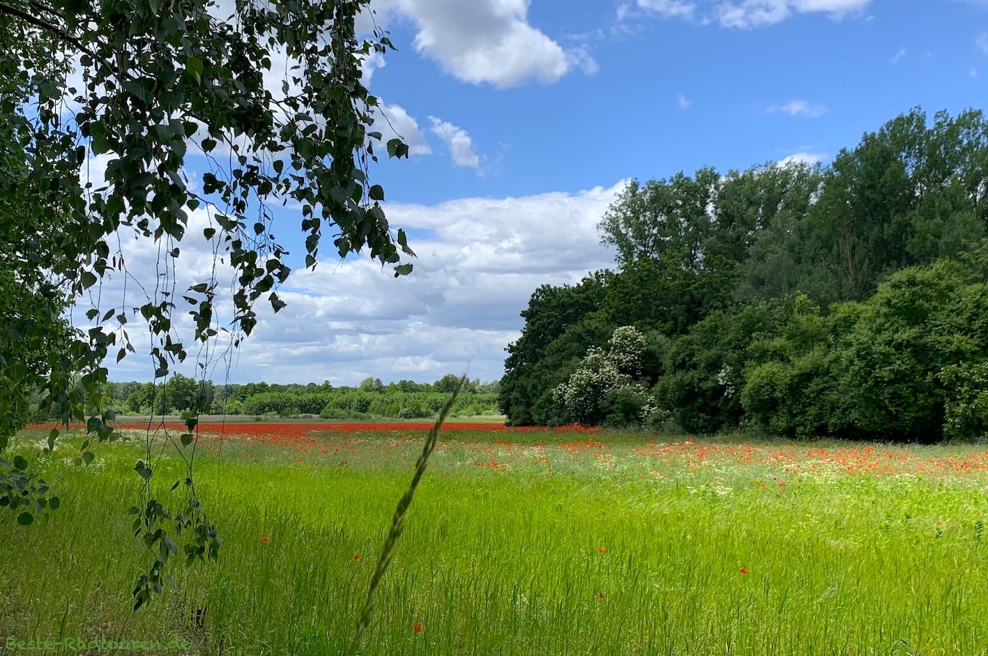 Foto vom Radweg Niederlausitzer Kreisel und Bergbautour aus: Klatschmohn-Feld zwischen Egsdorf und Stöbritz / Hindenberg