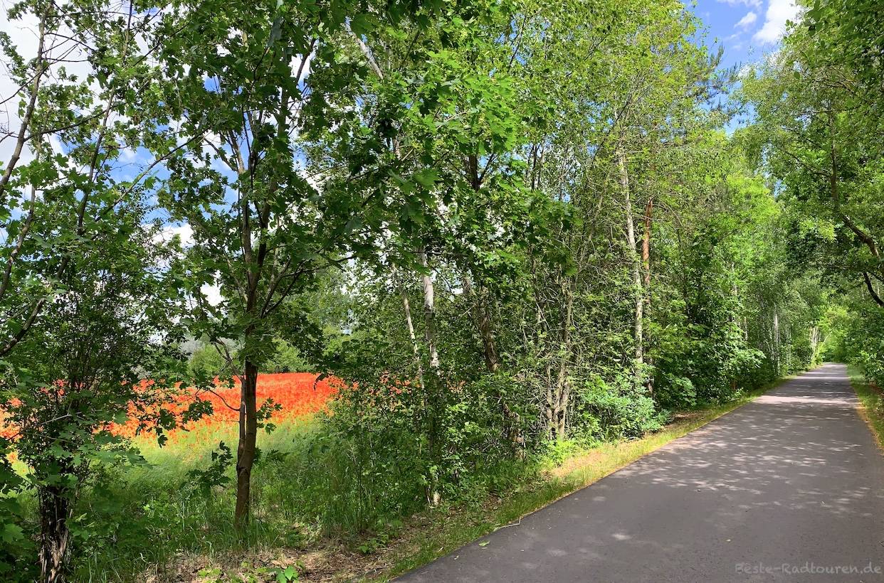 Foto vom Radweg Niederlausitzer Kreisel und Bergbautour aus: Fahrradstraße zwischen Egsdorf und Stöbritz / Hindenberg