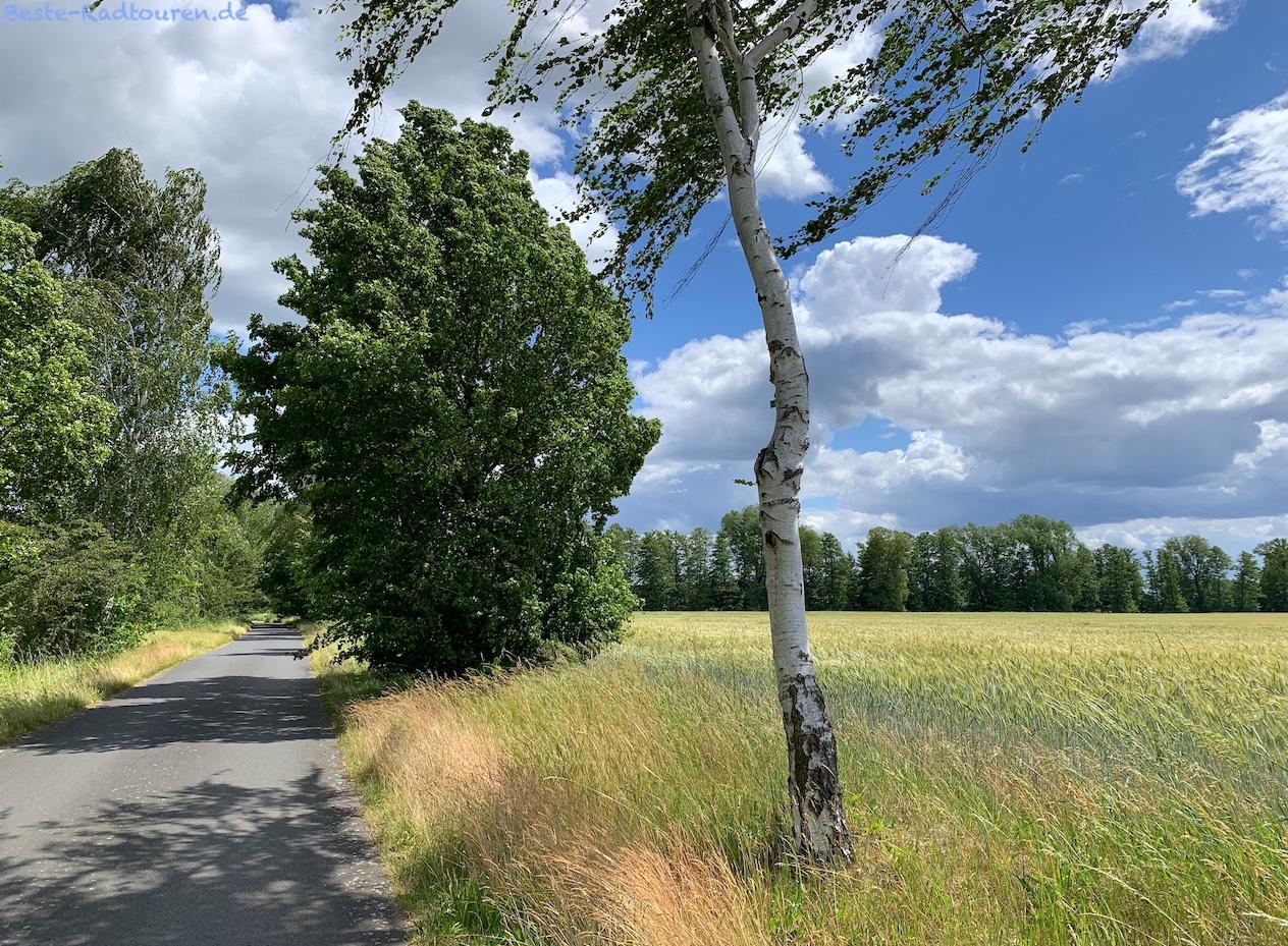 Foto von der Historische-Stadtkerne-Route aus: Radweg zwischen Egsdorf und dem Stoßdorfer See