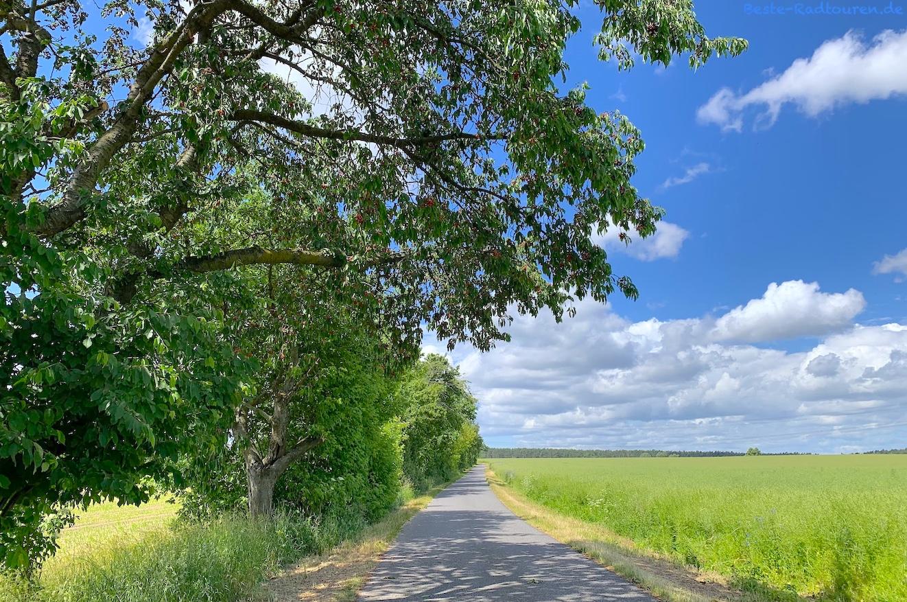 Foto von der Kranichtour aus: Radwanderweg von Falkenberg (Heideblick) bis Langengrassau