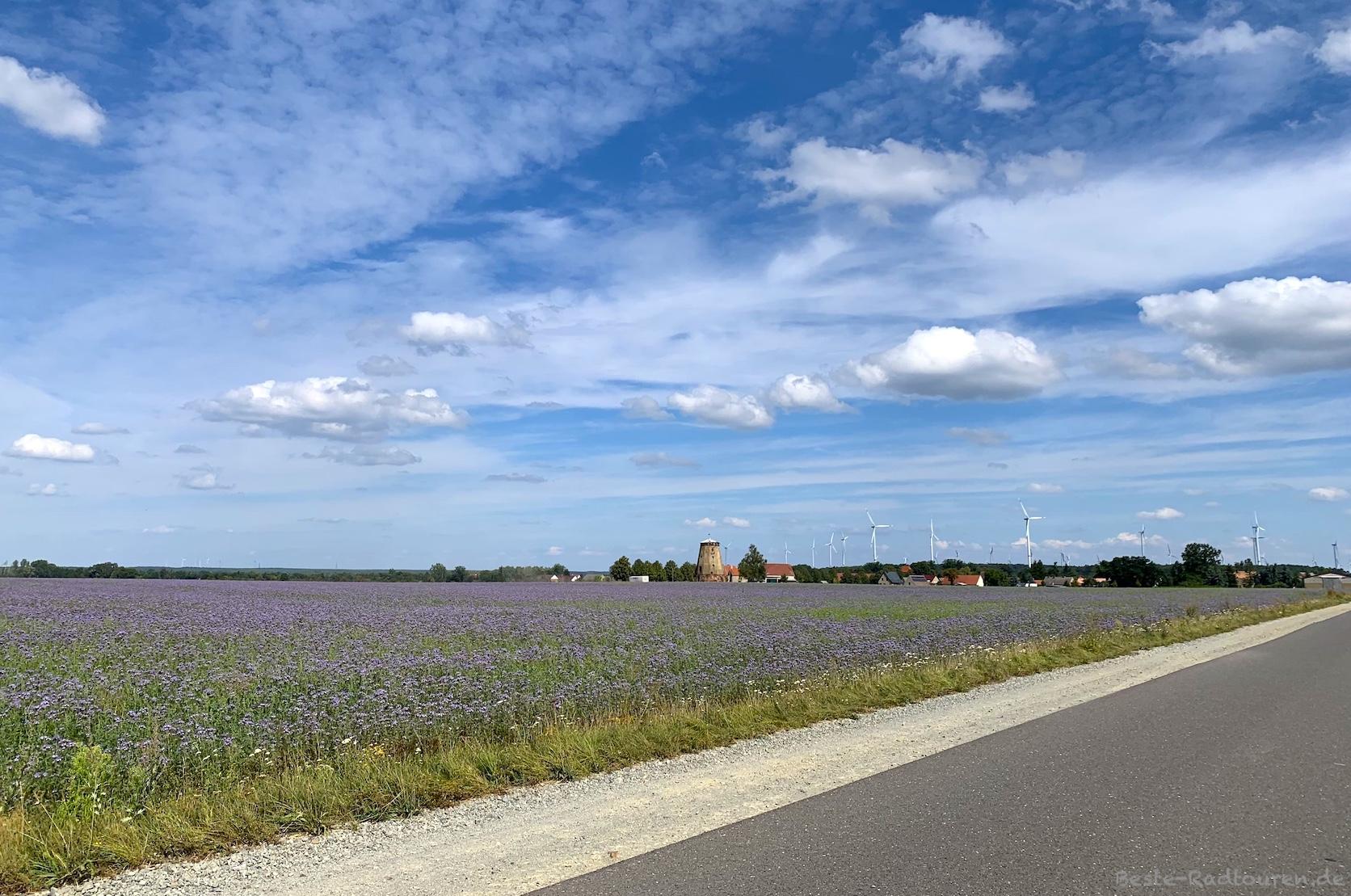 Foto vom Radweg aus: Landstraße von Schwebendorf nach Rosenthal, Feld mit Rainfarn-Phazelie