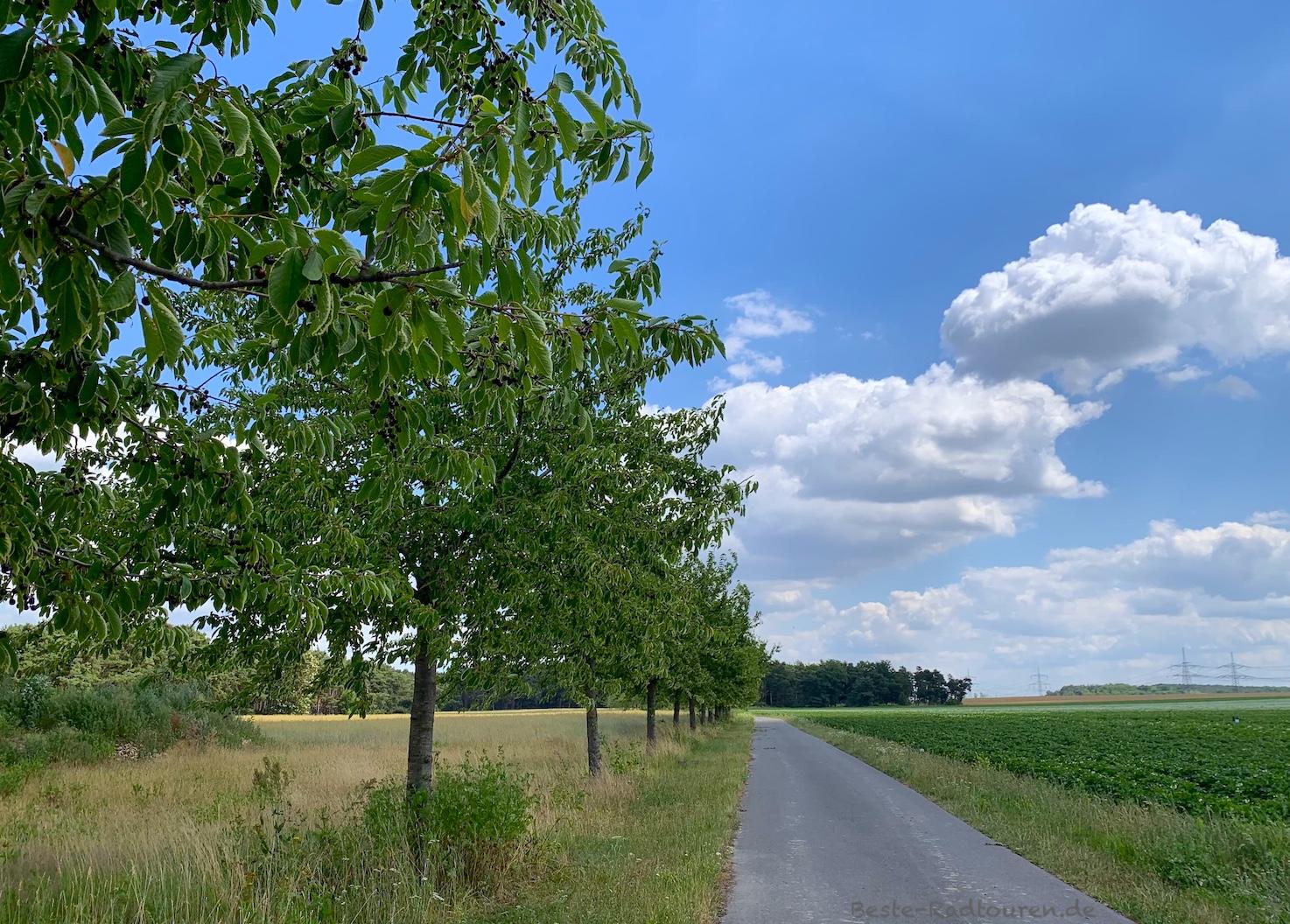Foto vom Flämingskate aus: Radweg / Fahrradstraße von Rosenthal nach Sieb