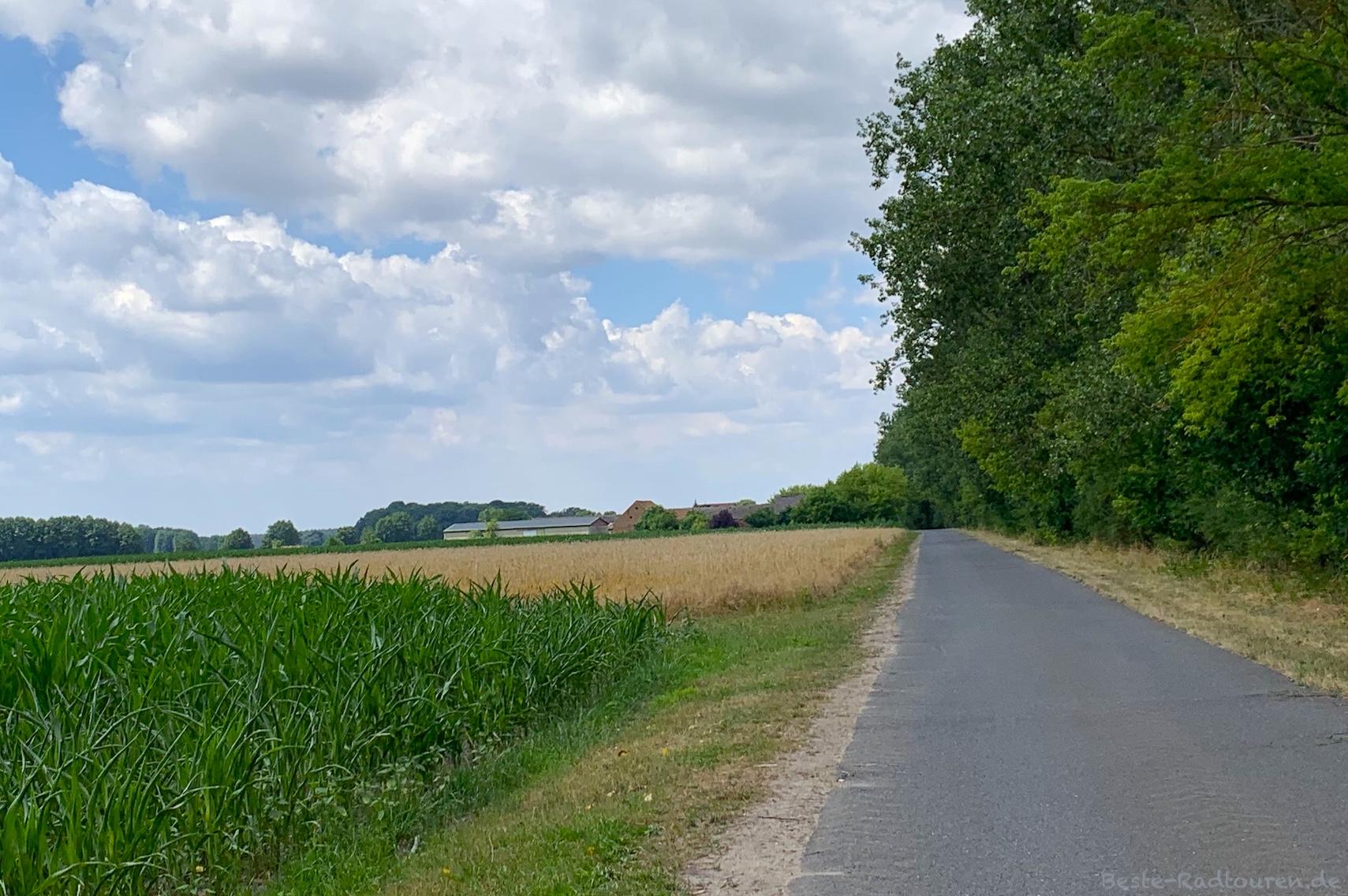 Foto von der Kohle-Wind-und-Wasser-Tour aus: Radweg zwischen Rinow und Mehlsdorf