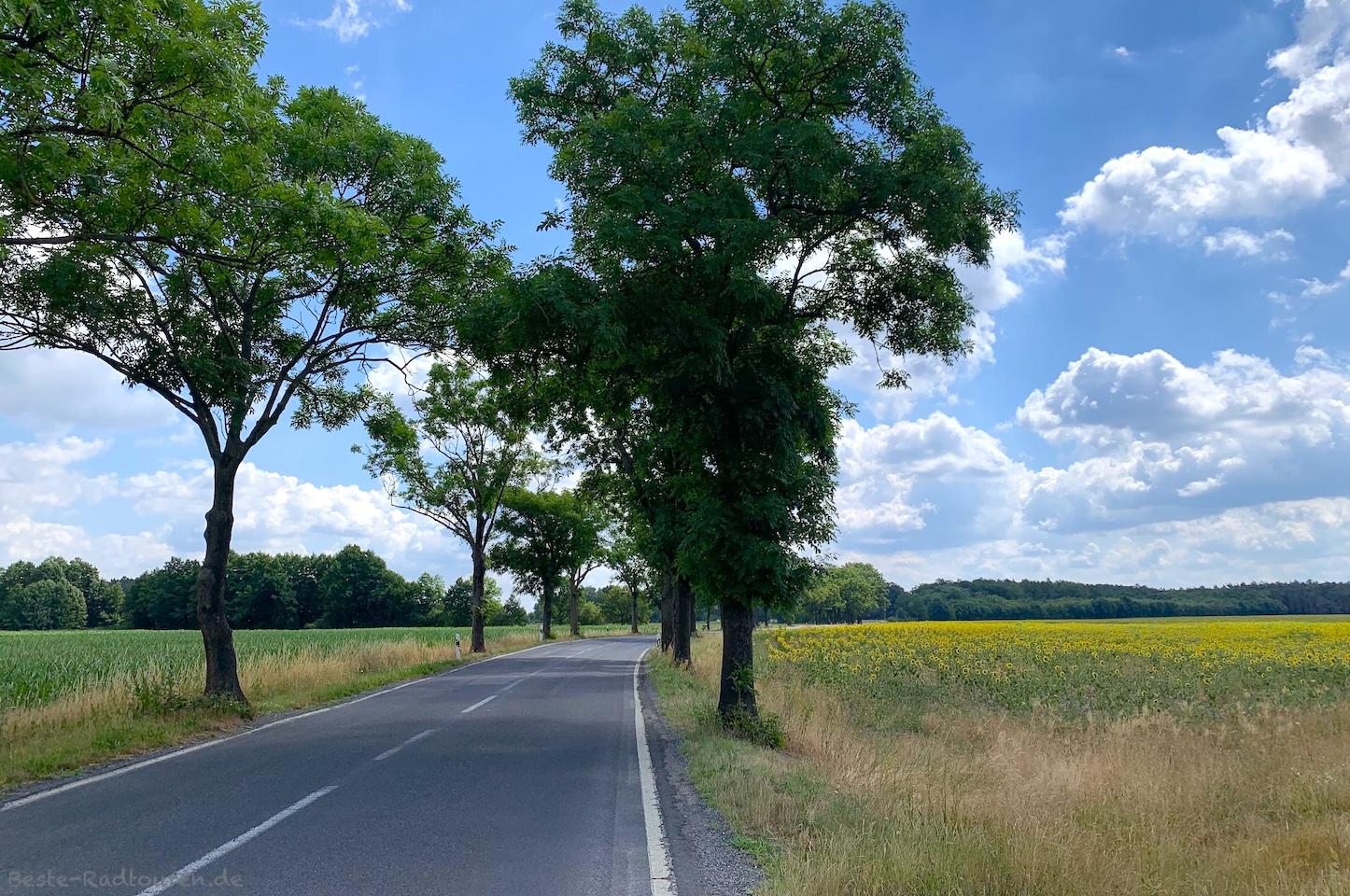 Foto vom Radweg aus: Landstraße von Schönewalde nach Freywalde