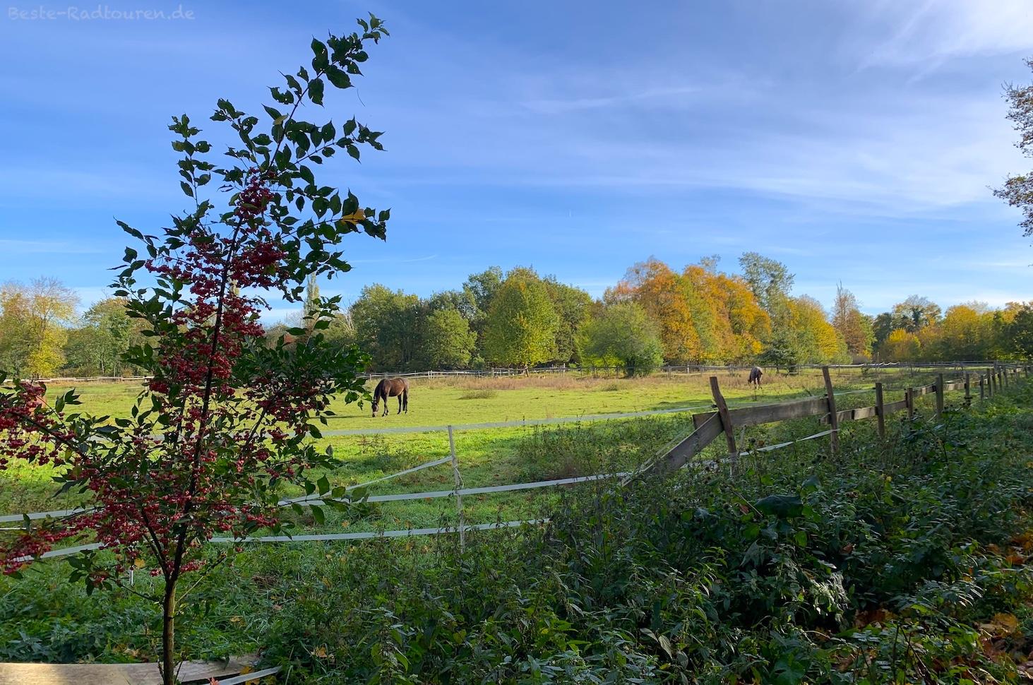 Foto von der Straße 265 her: Pferdekoppel Karolinenhöhe (Berlin-Gatow) nahe Ponyhof Leipert