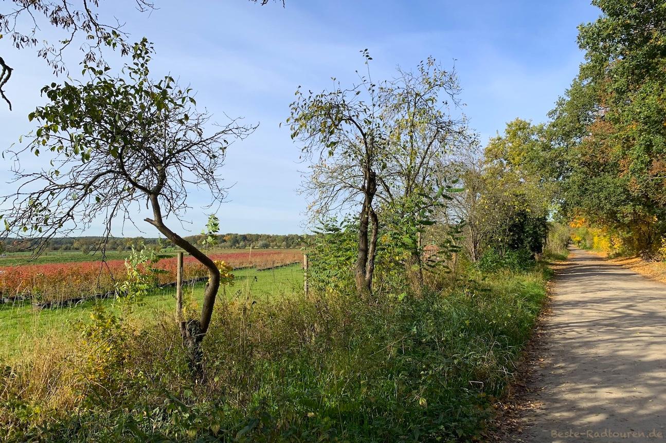 Wanderweg an der Straße 265, Berliner Beerengärten Gatow