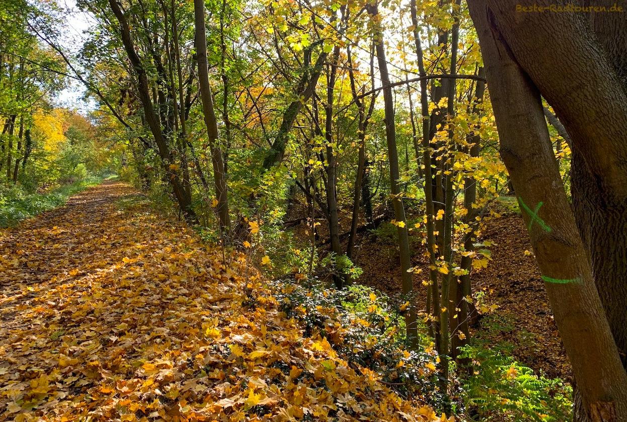 Foto vom Westen her: Wanderweg am Graben J, Rieselfelder Karolinenhöhe (Berlin-Gatow)