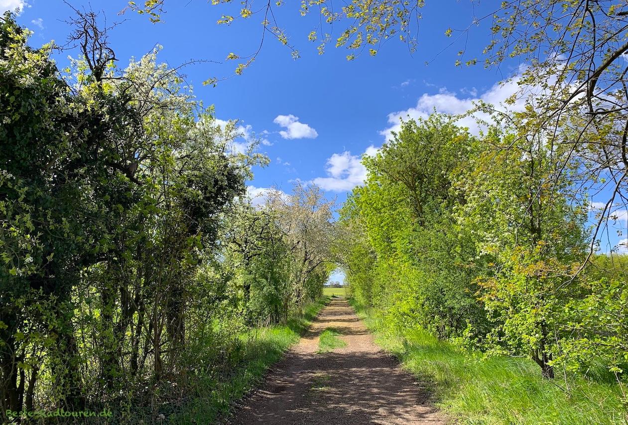 Foto vom Hahneberg her: Wanderweg durch Felder bei Engelsfelde (Dallgow-Döberitz)